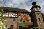 Wasserschloss_mit_Sheltie.jpg